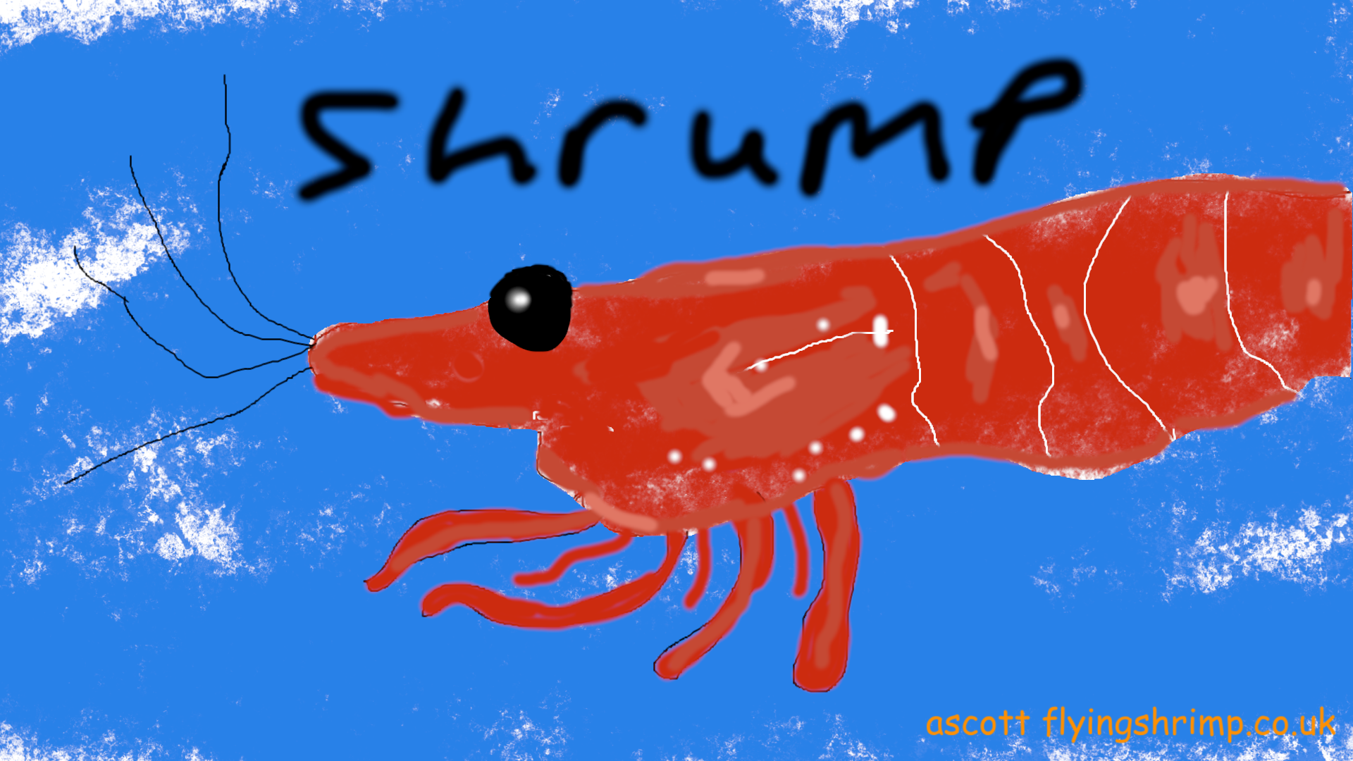 Shrimp illustration